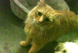 MILANSPORT下载-NBA球队球风变化解析，nba球风劲爆的球员