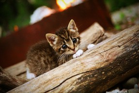 AC米兰-中国选手在世界射箭大奖赛中获得历史最佳名次，中国 射箭 金牌