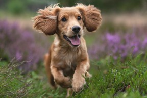 MILANSPORT下载-法甲冠军争夺激烈：实力悬殊，精彩纷呈！，法甲 冠军