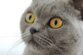 米兰体育-国家体育总局公布体育新闻信息平台统一接口标准，体育信息网