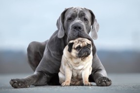 米兰登录入口-CBA季前赛火热开打新援表现亮眼引发球迷高度期待，cba季前赛什么时间开打