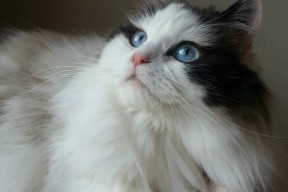 AC米兰-意甲爆发瞬间：速度、技术、激情汇聚一堂！，意甲集锦