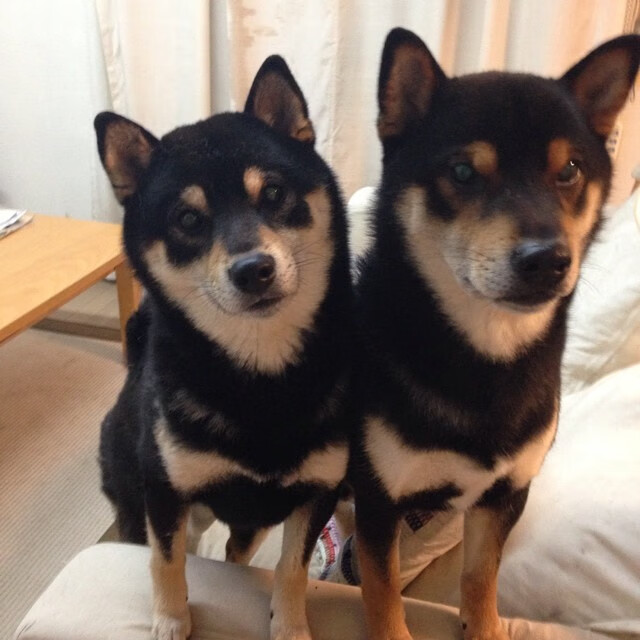 英超防守体系调整后犯规率变化及其战术启示，英超新规则