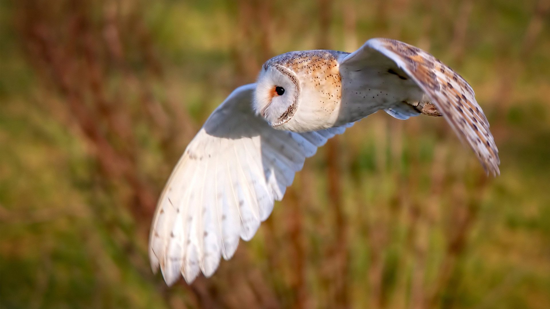 世界乒乓锦标赛：精彩对决引爆赛场，世界乒乓球锦标赛2021年