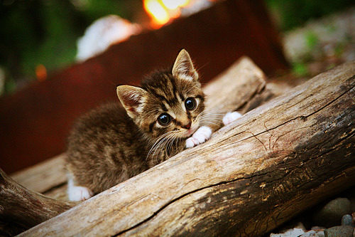 中国选手在世界射箭大奖赛中获得历史最佳名次，中国 射箭 金牌