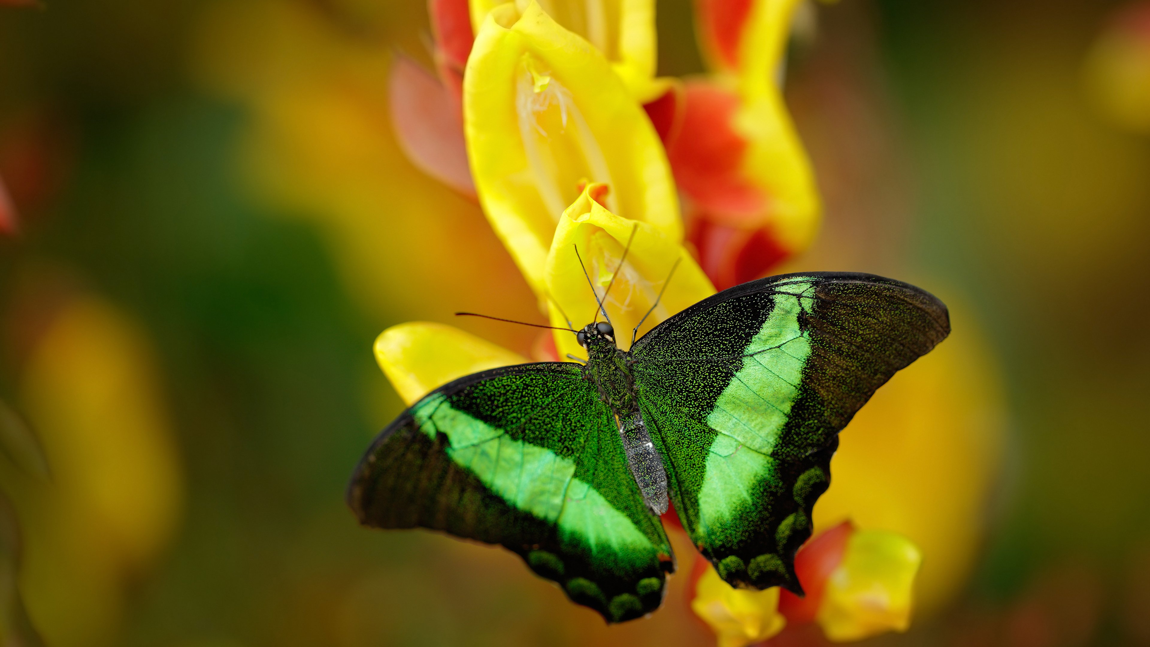 中国选手在世界射箭大奖赛中获得历史最佳名次，中国 射箭 金牌