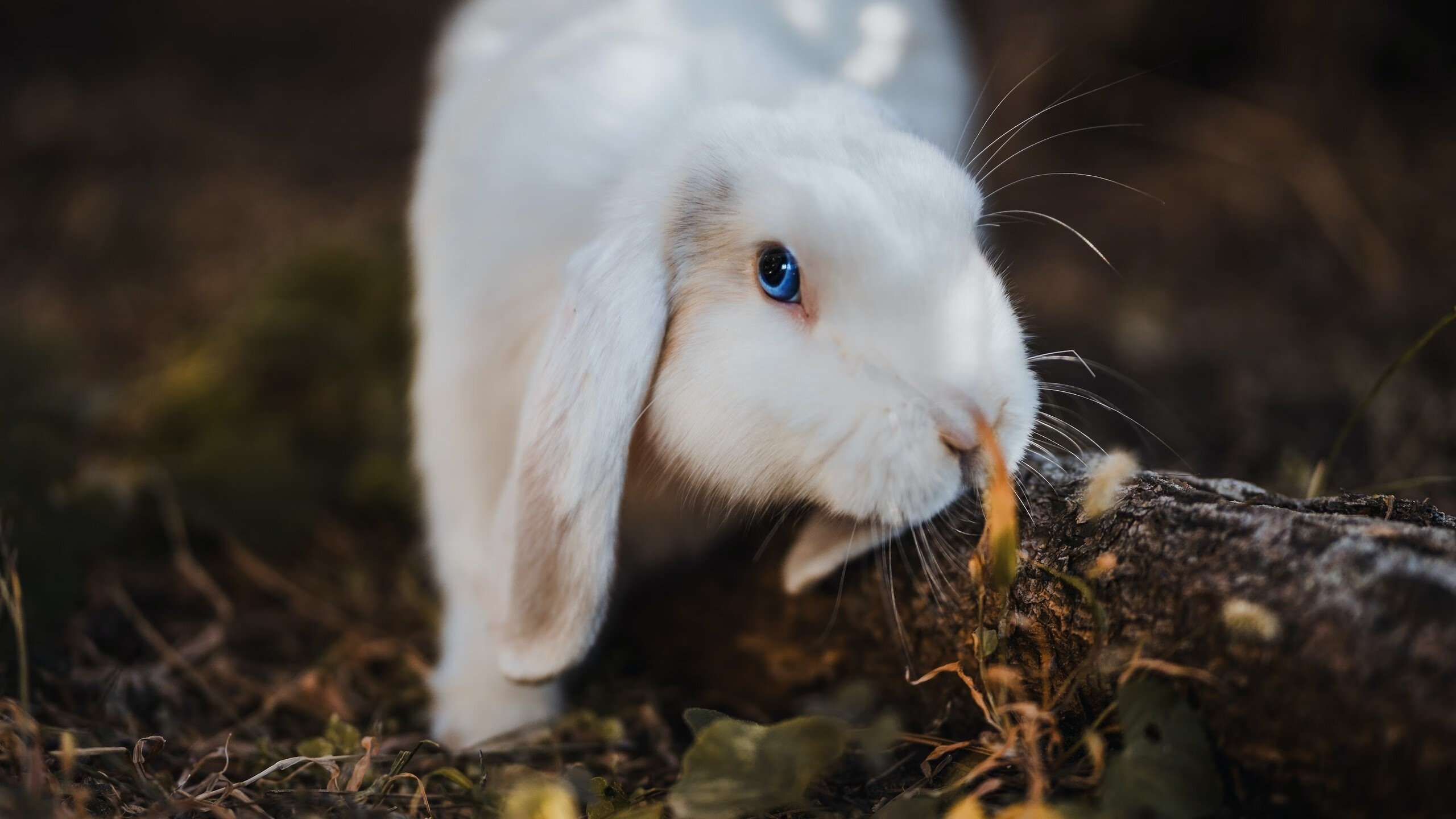五大联赛是否重视第二落点保护率统计维度，五大联赛最后几名降级