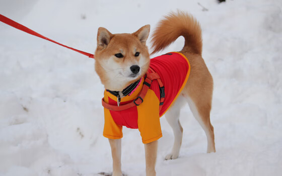 无球进攻的跑位节奏是否决定出手机会，无球跑位怎么跑