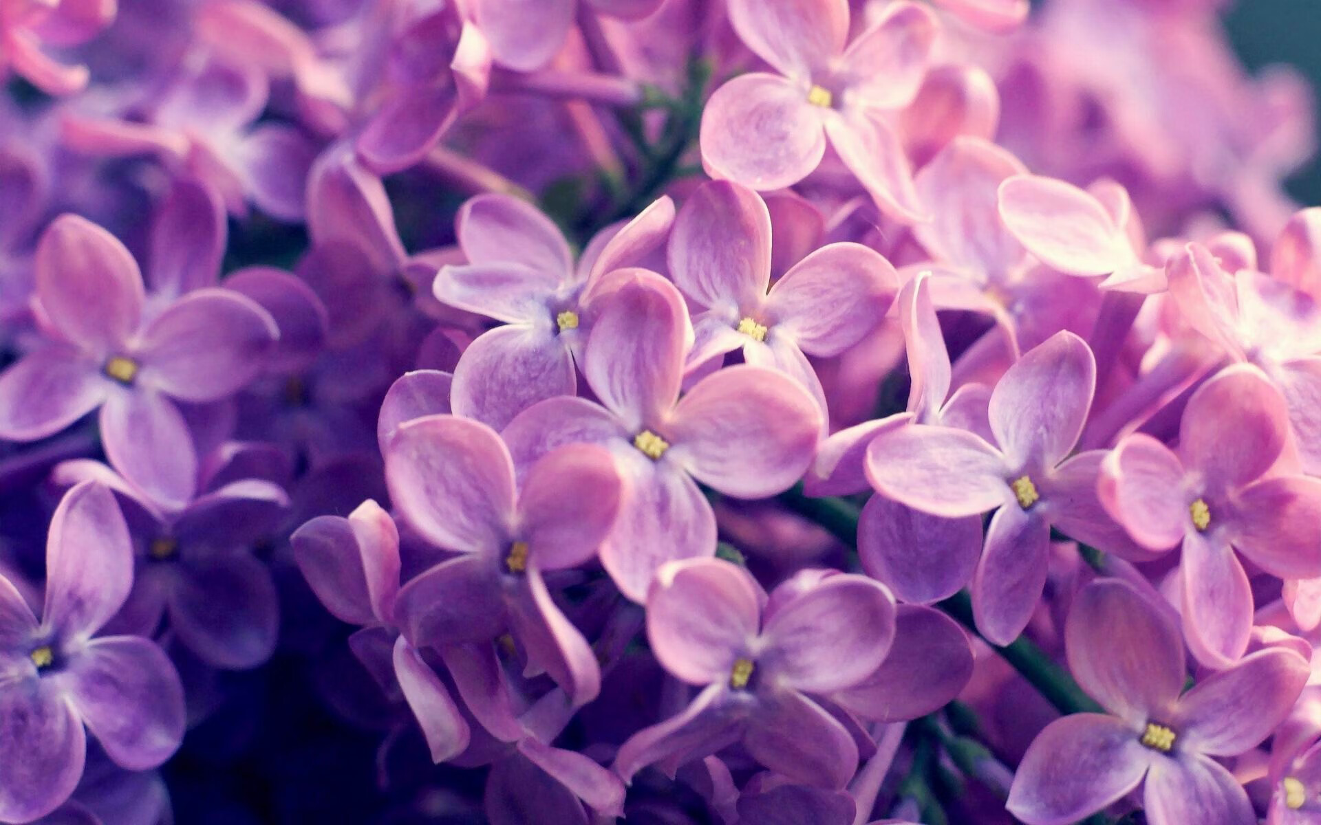 纽卡斯尔主打阵地进攻磨穿对方防线,纽卡斯尔 球员