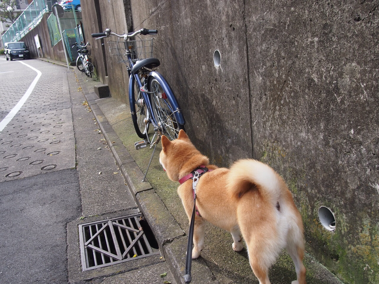 青训体系改革路径日益清晰,青训模式