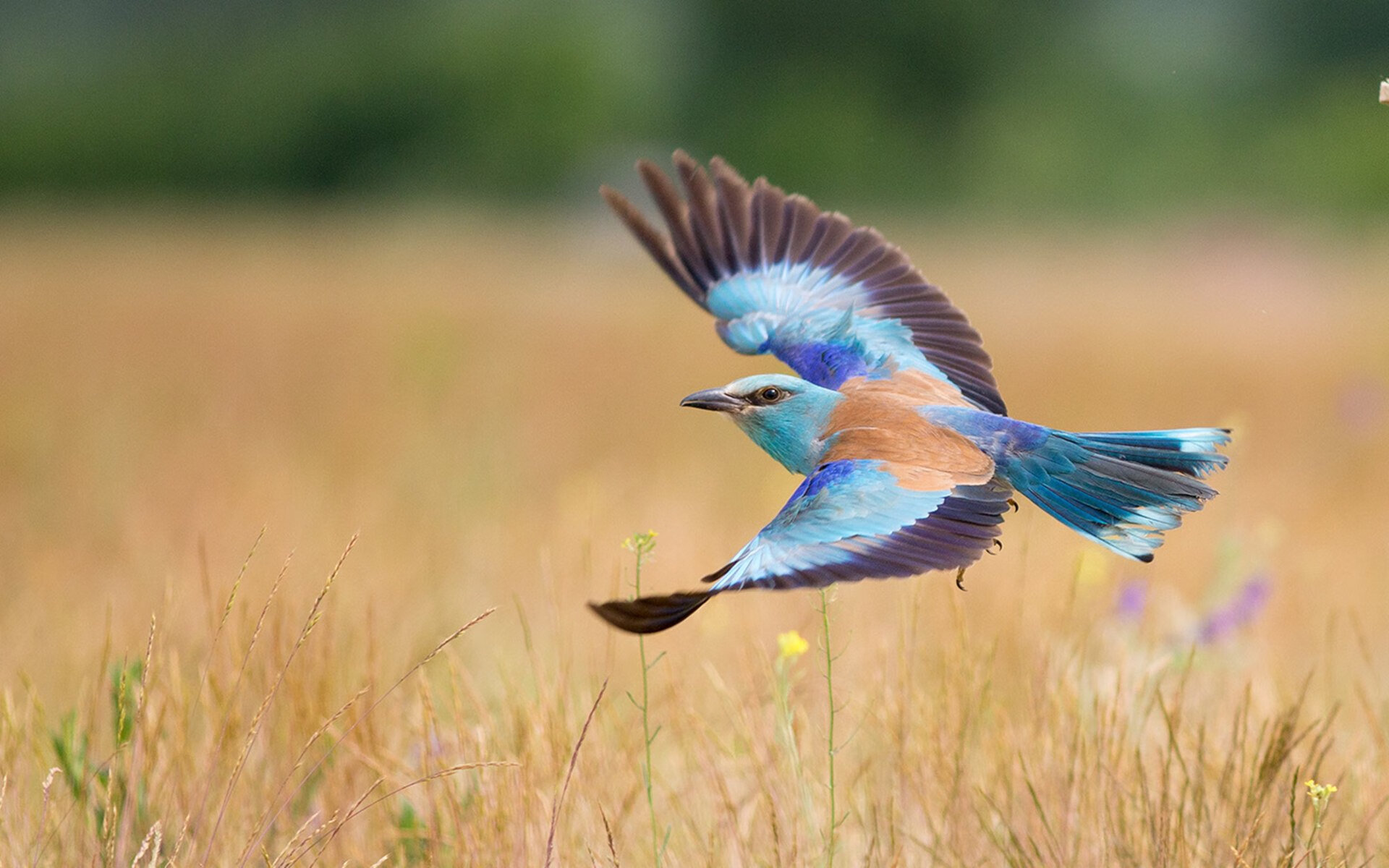 中国足球联赛球迷互动活动创新内容丰富,中国足球球迷文化