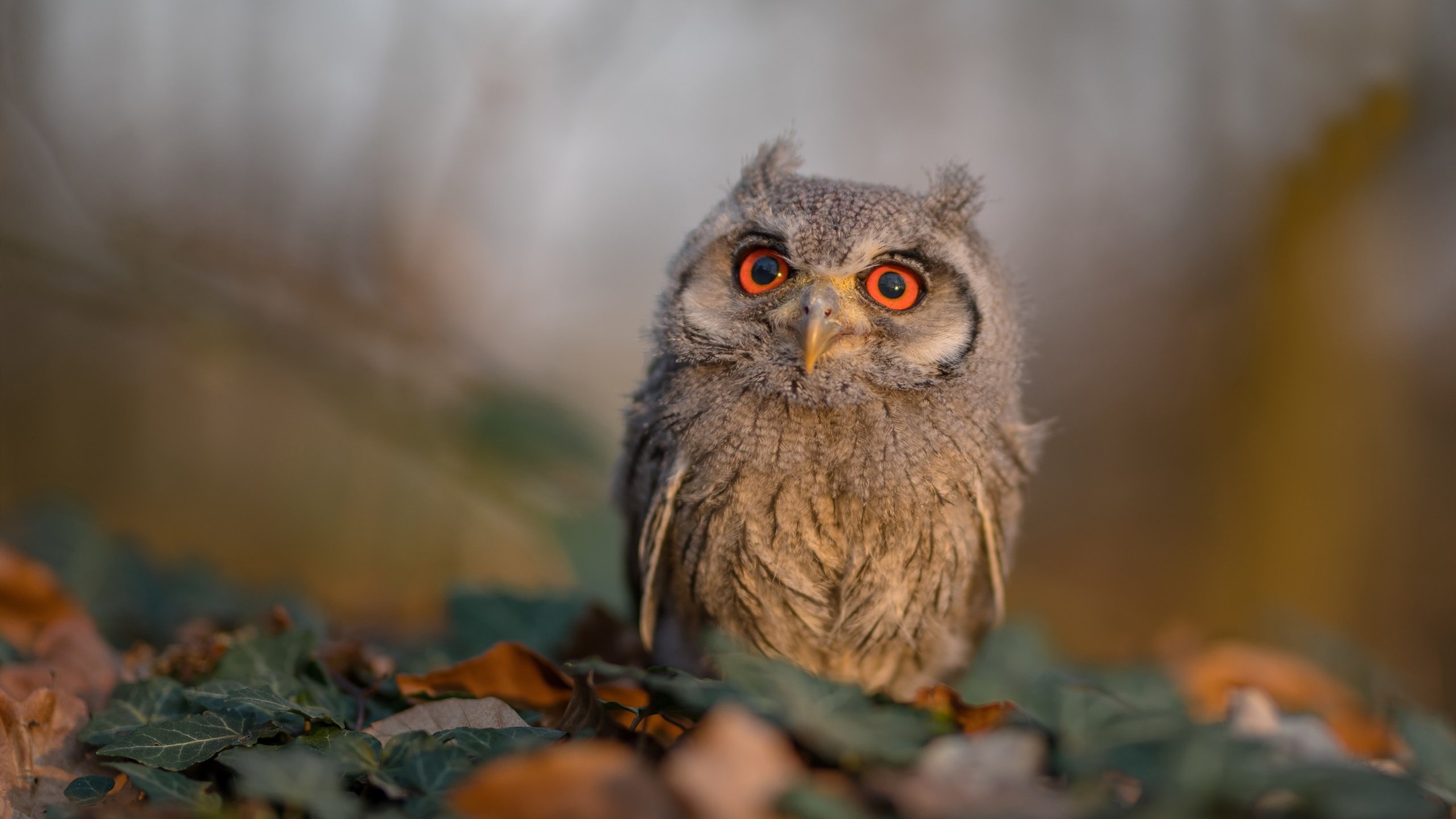 南非橄榄球队的国际赛事表现稳定,具备持续竞争力,南非橄榄球队员