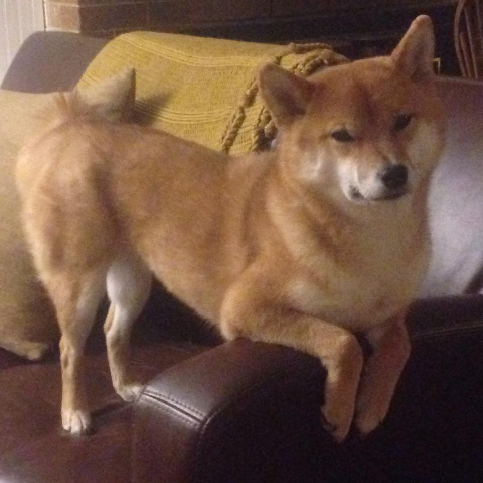 新闻中心发布体育场馆票务优惠政策及使用说明，体育场馆免费开放方案